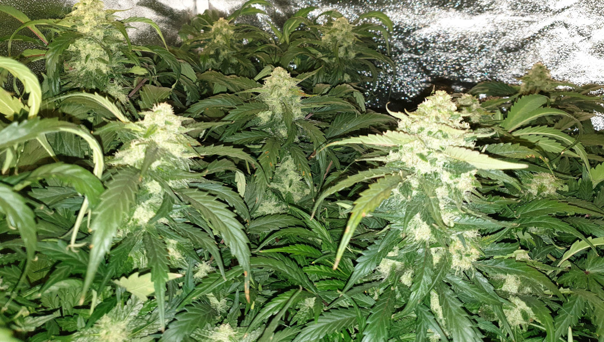 Orange Sherbet Auto Cannabis Strain Week-by-Week Guide: Many white frosty marijuana colas