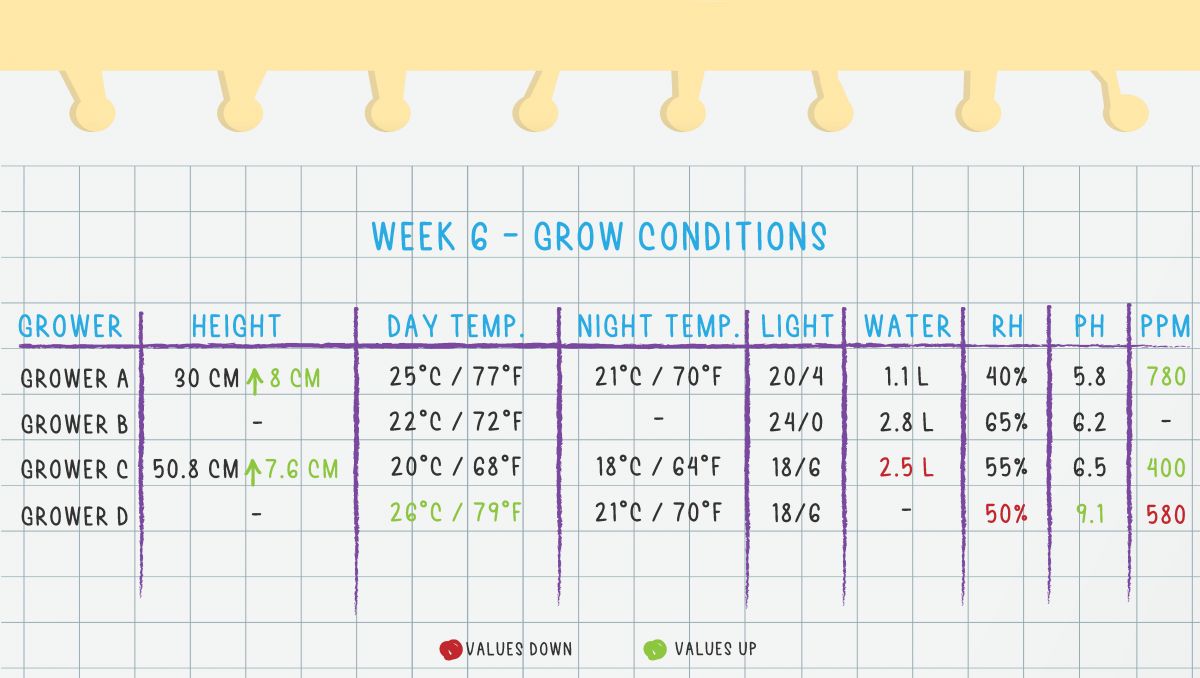 Gorilla Cookies Auto Plants Seed Week-by-Week Guide: Week 6 Grow Conditions