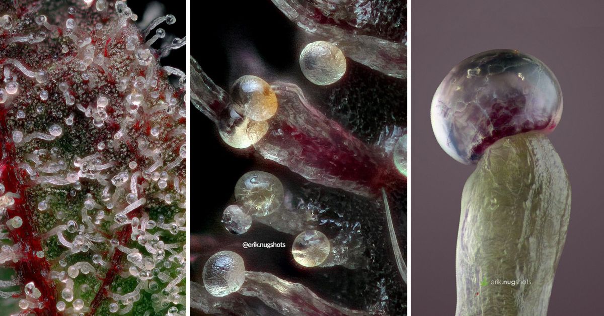 Harvest Your Autoflowering Cannabis: clear trichomes turning cloudy