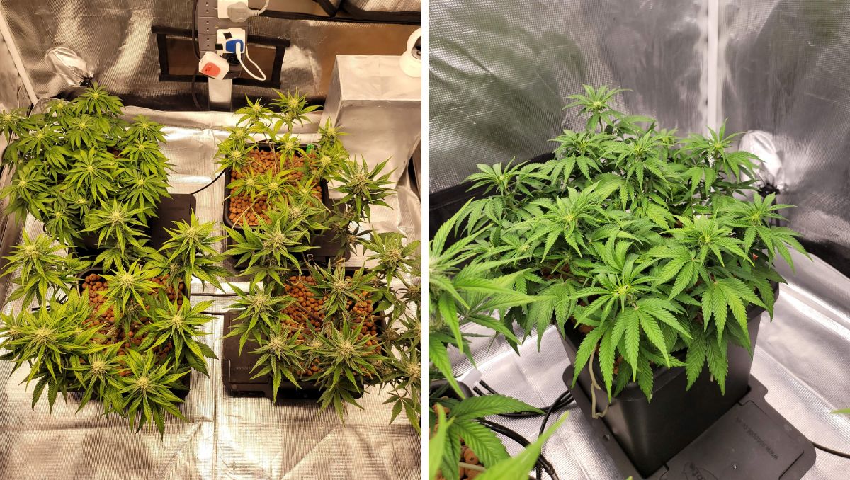 Gorilla Cookies Auto Plants Seed Week-by-Week Guide: Defoliation aftermath