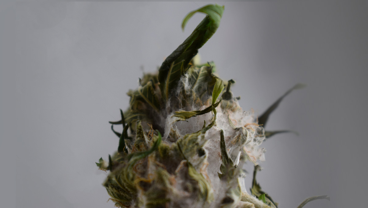 Main causes of bud rot: cannabis bud with bud rot