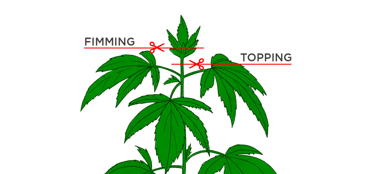 All About Fimming Auto Plants Plants: Fimming vs Topping