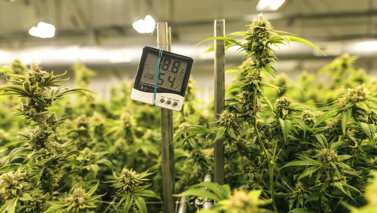 How much do autoflowers yield: top tips