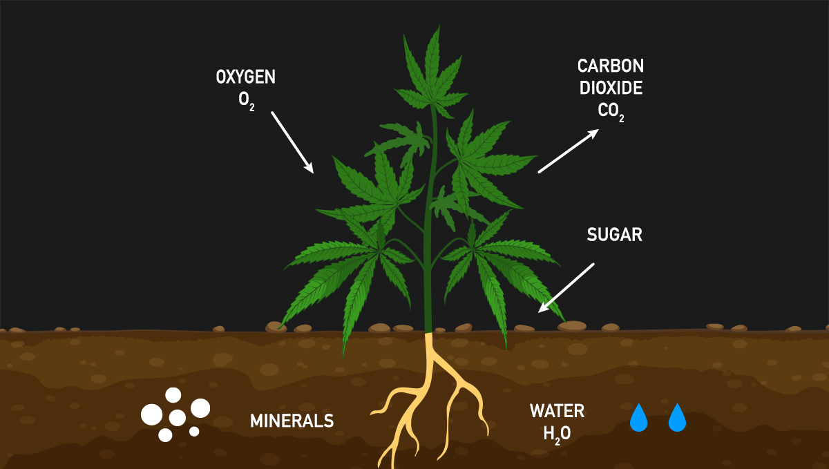 Increase cannabis yields with co2: dark respiration