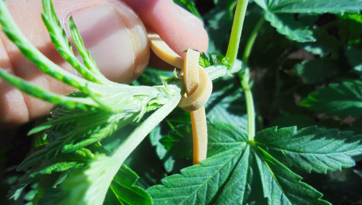 Low Stress Training (LST) Autoflowering Guide: Close Look at LST Technique
