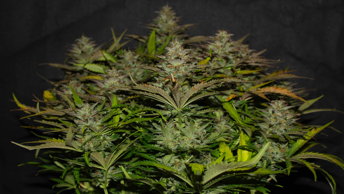 Strain History: Close Look at Original Cheese Auto by Fast Buds #1