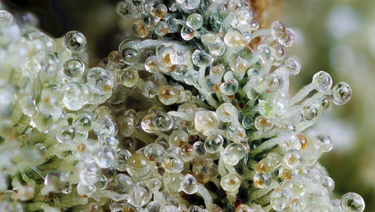 Wie du deine Buds fetter machst: Frost