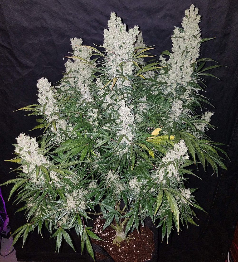 Fast Buds Green Crack