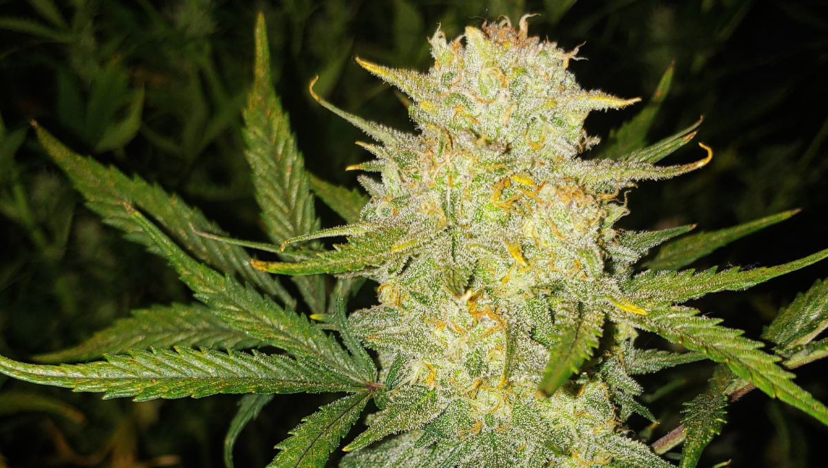 Cheese Auto: history
