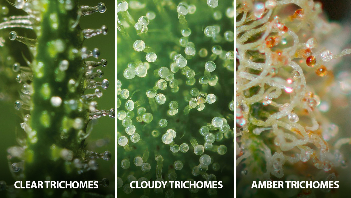 What Are Trichomes And Their Importance: Different Colors of Trichomes and What They Mean