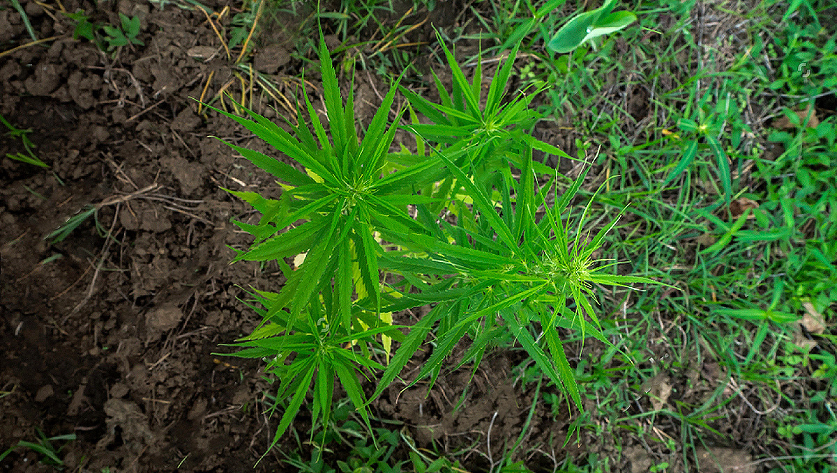 Growing Plants Outdoors: Plants plant