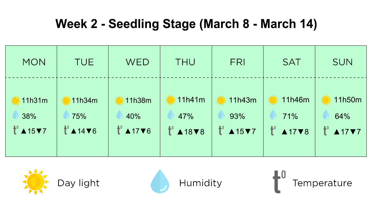 Outdoor plants grow in Italy: the seedling stage