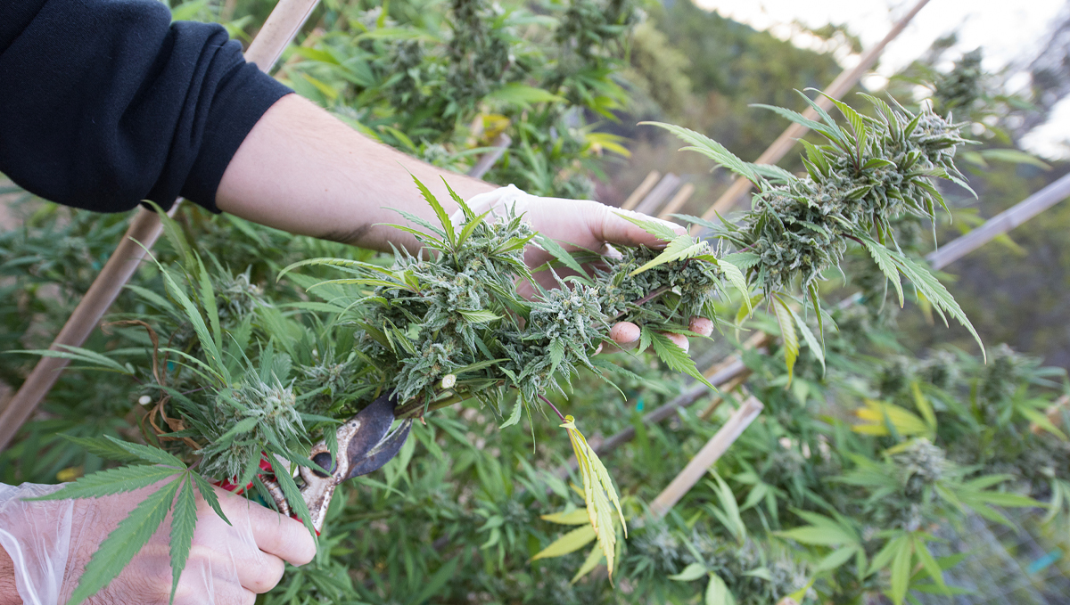 How to increase thc: how to do it
