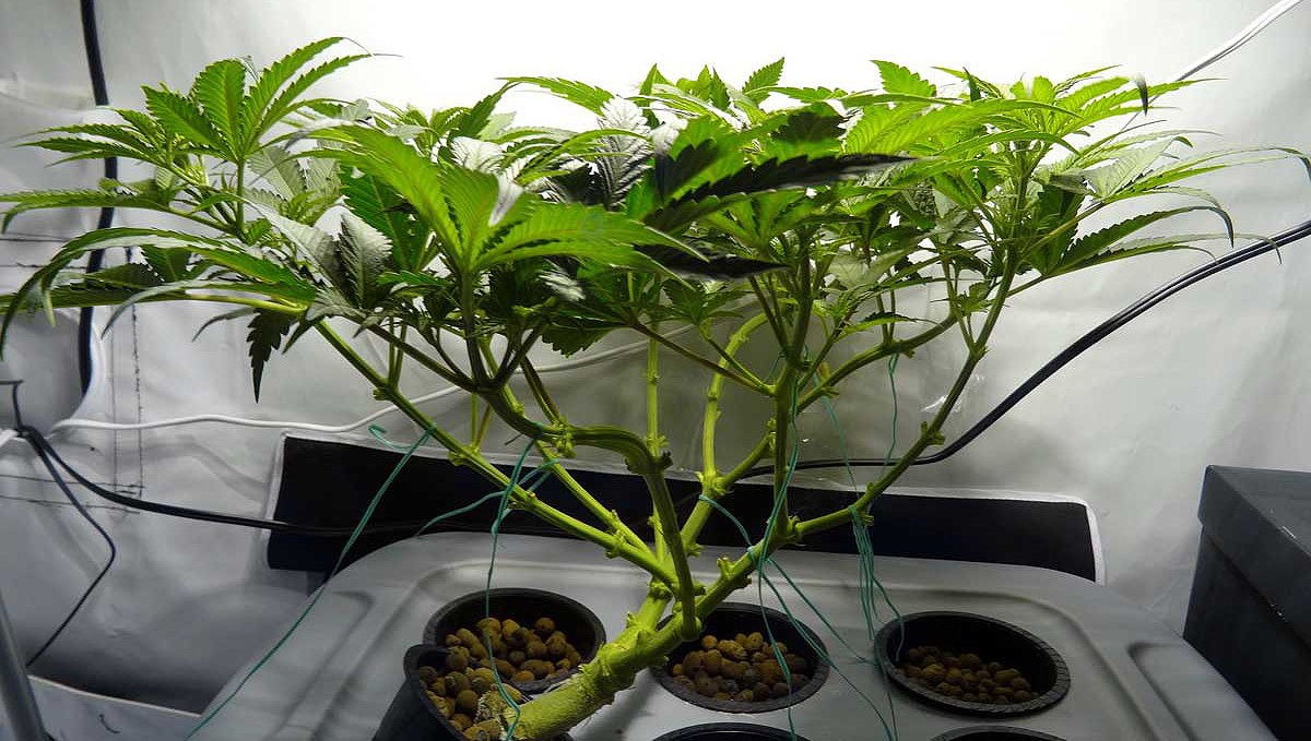 Monster cropping: revegetated plants plants developing a unique growing pattern
