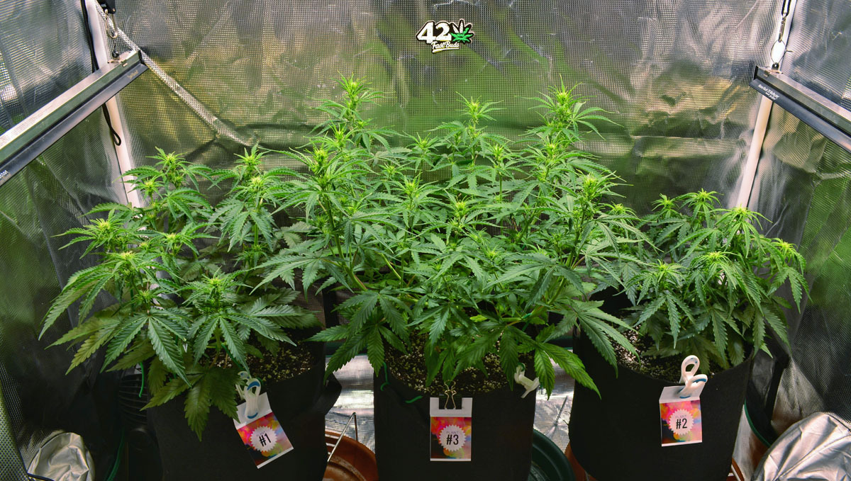 indoor grow Wedding Cheesecake Auto
