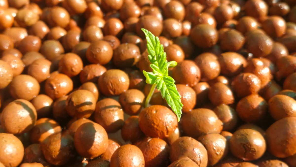 Kleine orangefarbene Tonkugeln (Hydroton) für die Hydrokultur.