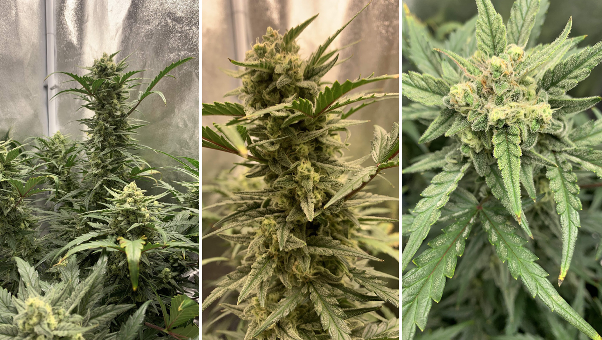 Sour diesel auto guide: week 8