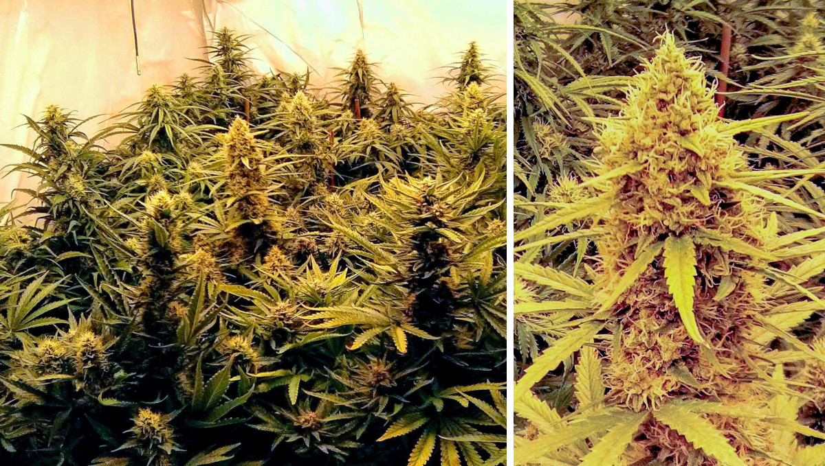 Orange Sherbet Auto Cannabis Strain Week-by-Week Guide: A sideview of 3 flowering autoflowers and one chunky cola