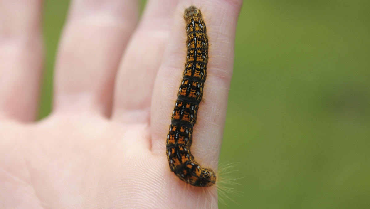 If you remove the caterpillars by hand you even allow them to live and turn into butterflies!
