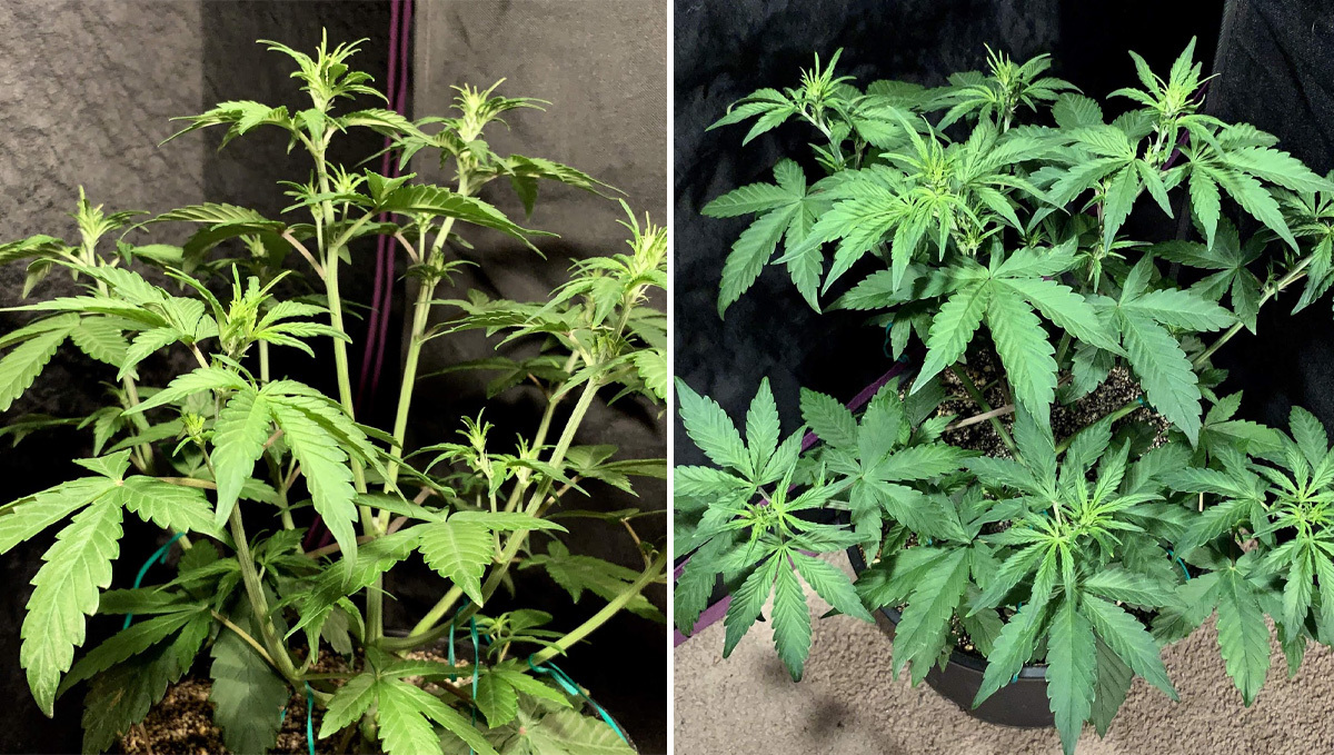 Basics of growing autos in soil: week 3