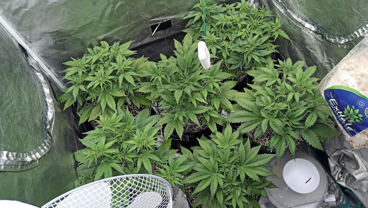 Strawberry Pie Auto Plants Seed Week-by-Week Guide: Vegging autos in a tent