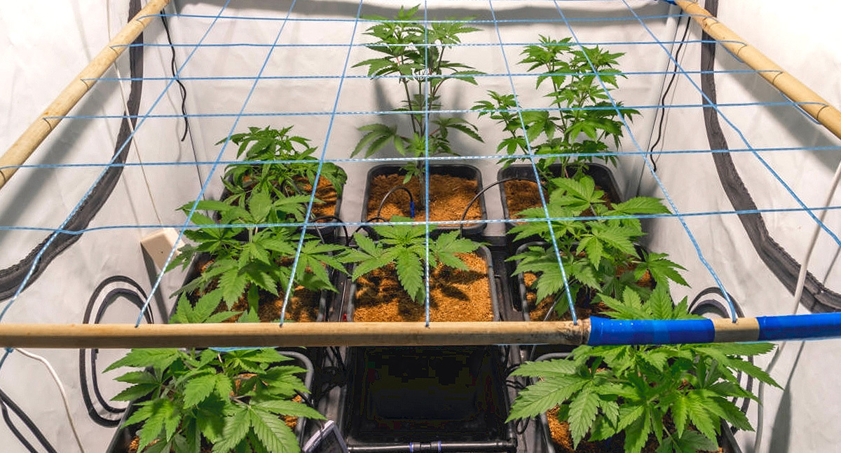What Is Better For Your Autoflowers?: Screen of Green Example