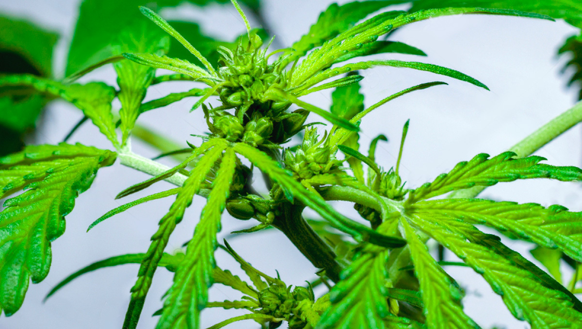 Hermaphroditische Cannabis-Pflanze, die sich selbst bestäuben kann.
