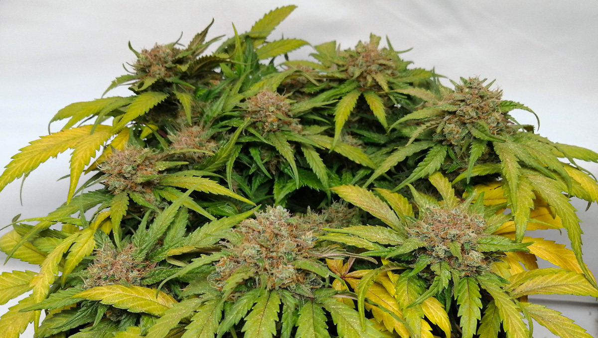 Strain History: BubbleGum Auto by Fast Buds