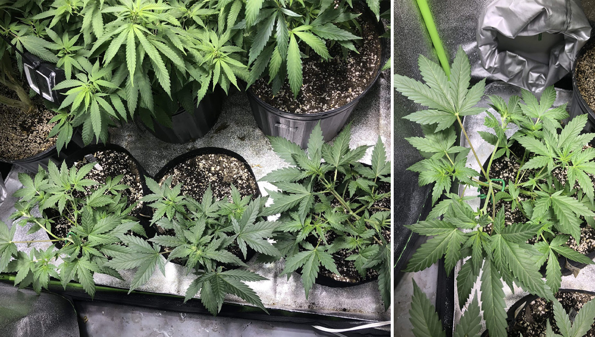 Cheese Auto: week 5