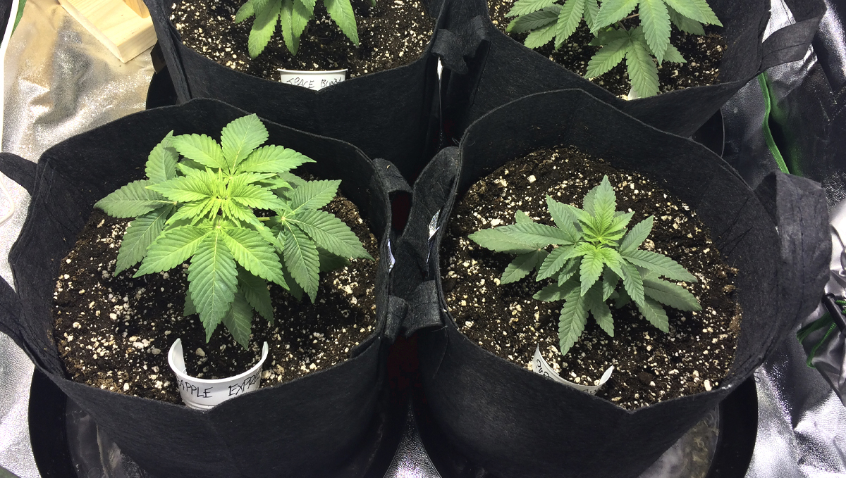 Types of containers for growing autos: smart pots