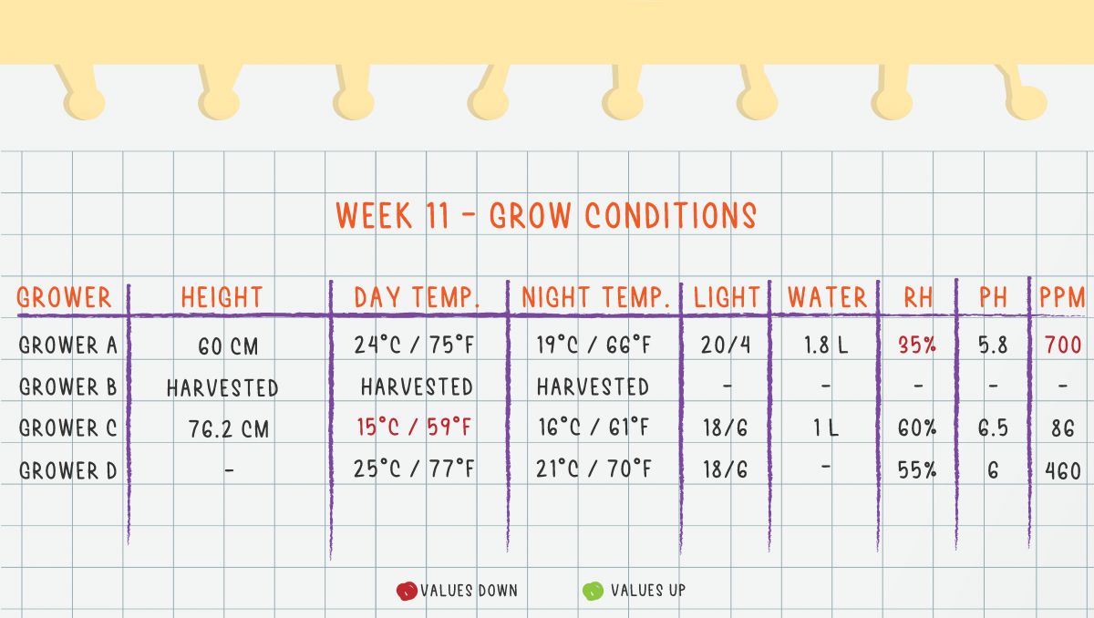 Gorilla Cookies Auto Plants Seed Week-by-Week Guide: Week 11 Grow Conditions