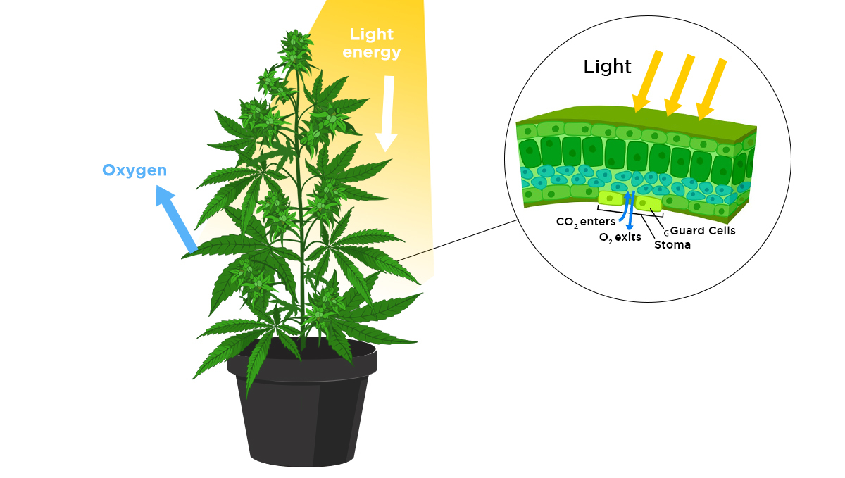 Increase cannabis yields with co2: how a plant breathes