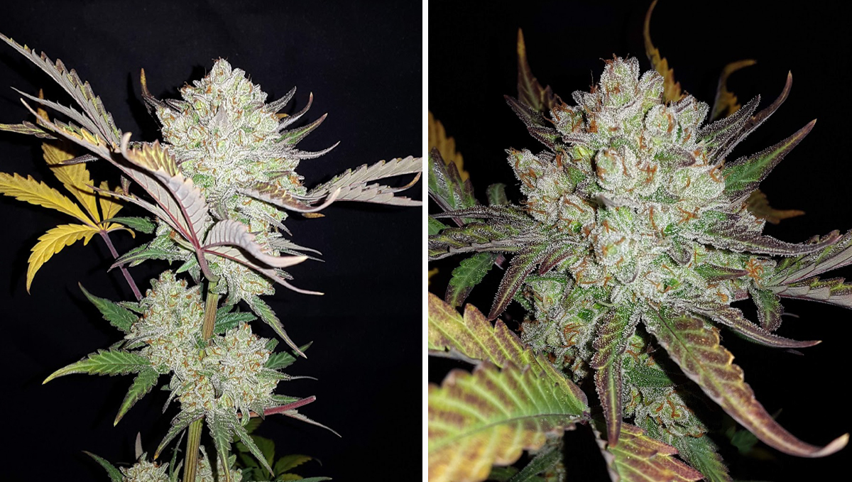 Strain History: Big BubbleGum Auto buds