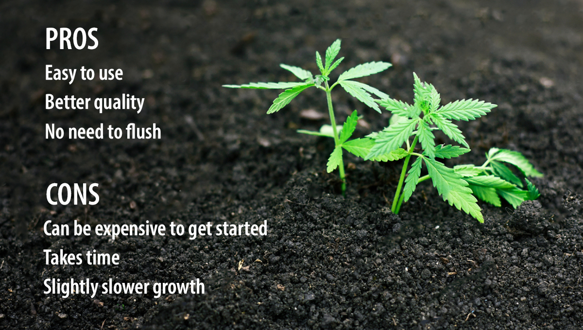 Super soil for cannabis plants: pros and cons