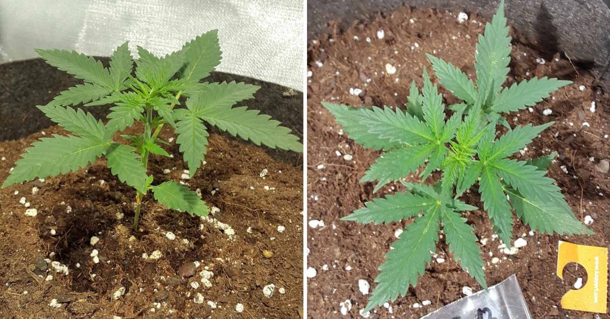 White Widow Auto guide: week 2