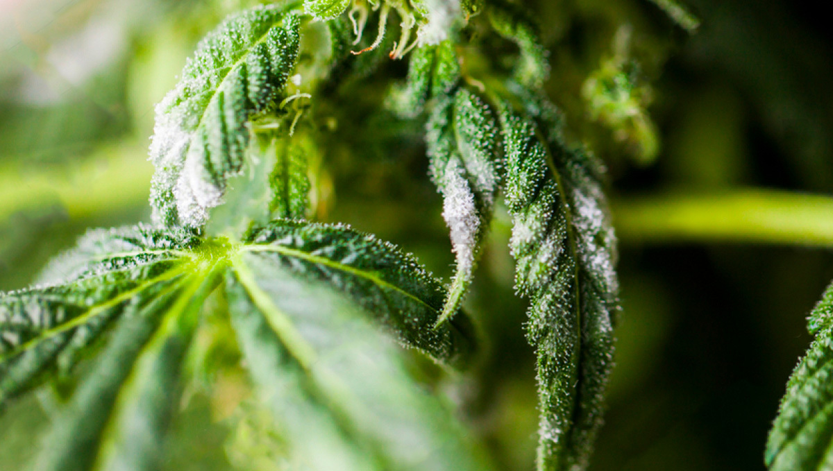 Muffa polverosa su una pianta di Cannabis