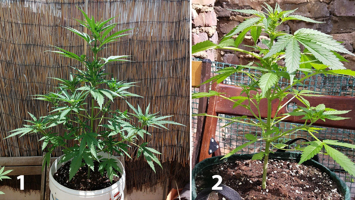 Outdoor plants grow in Italy: week 5 of plant growth
