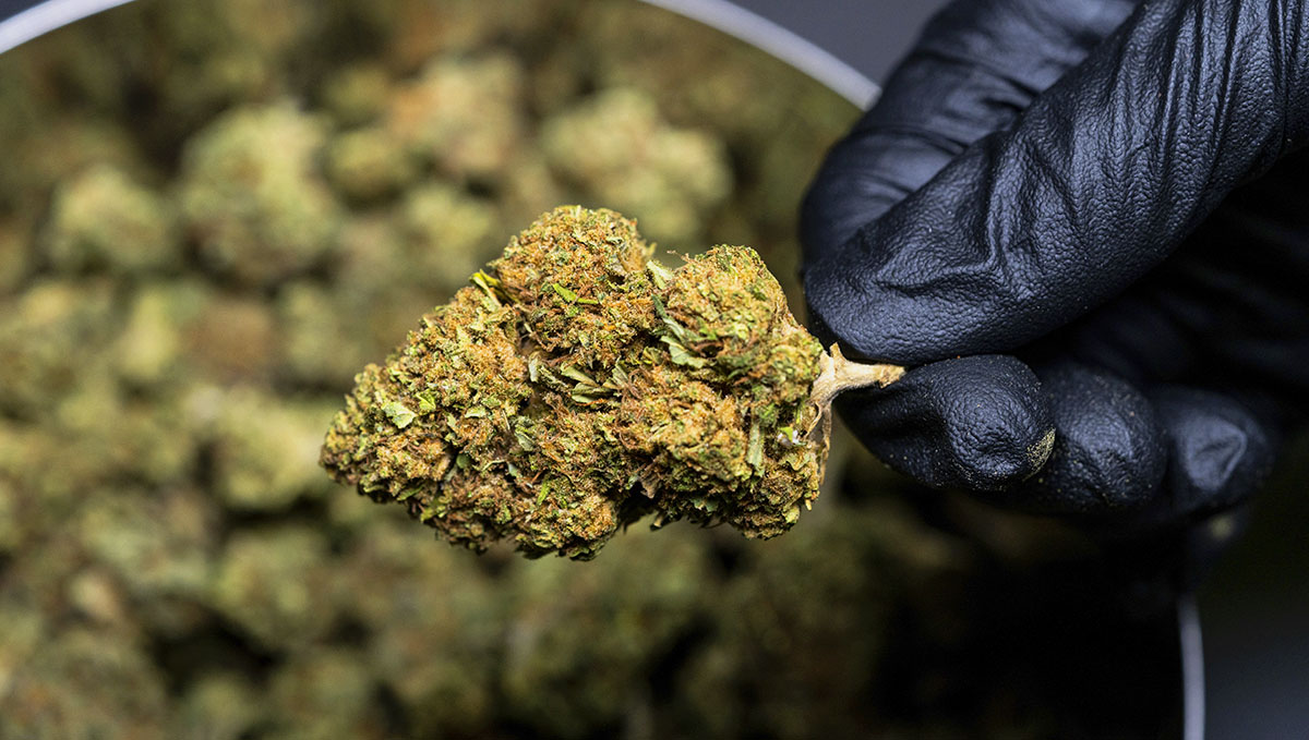 Plants: From Bud Tender to Master Grower: Find all about being Master Extractor