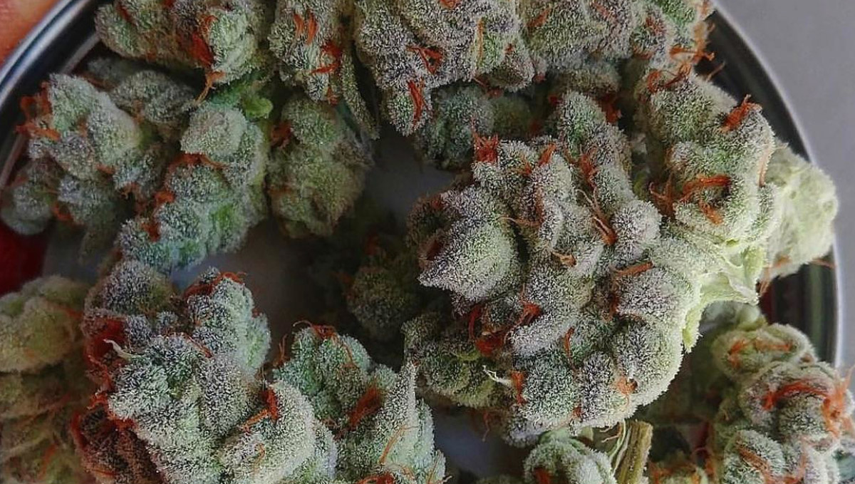 अपने weed को खराब होने से बचाने के लिए फ्रीज न करें।