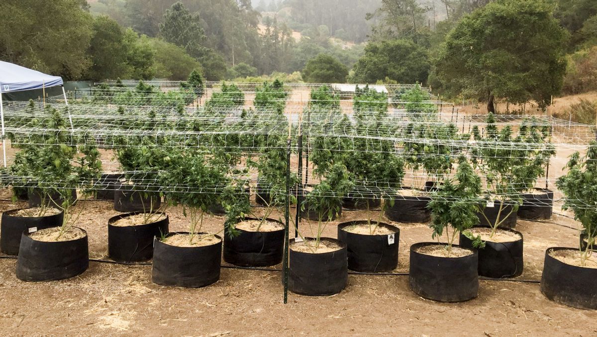 Top 5 Outdoor Autoflower Samen: Vorteile des Anbaus im Freien