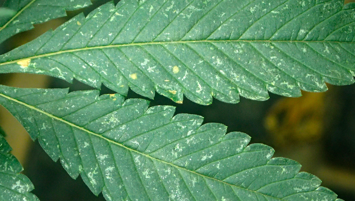 Thrips in cannabis: what do thrips do?