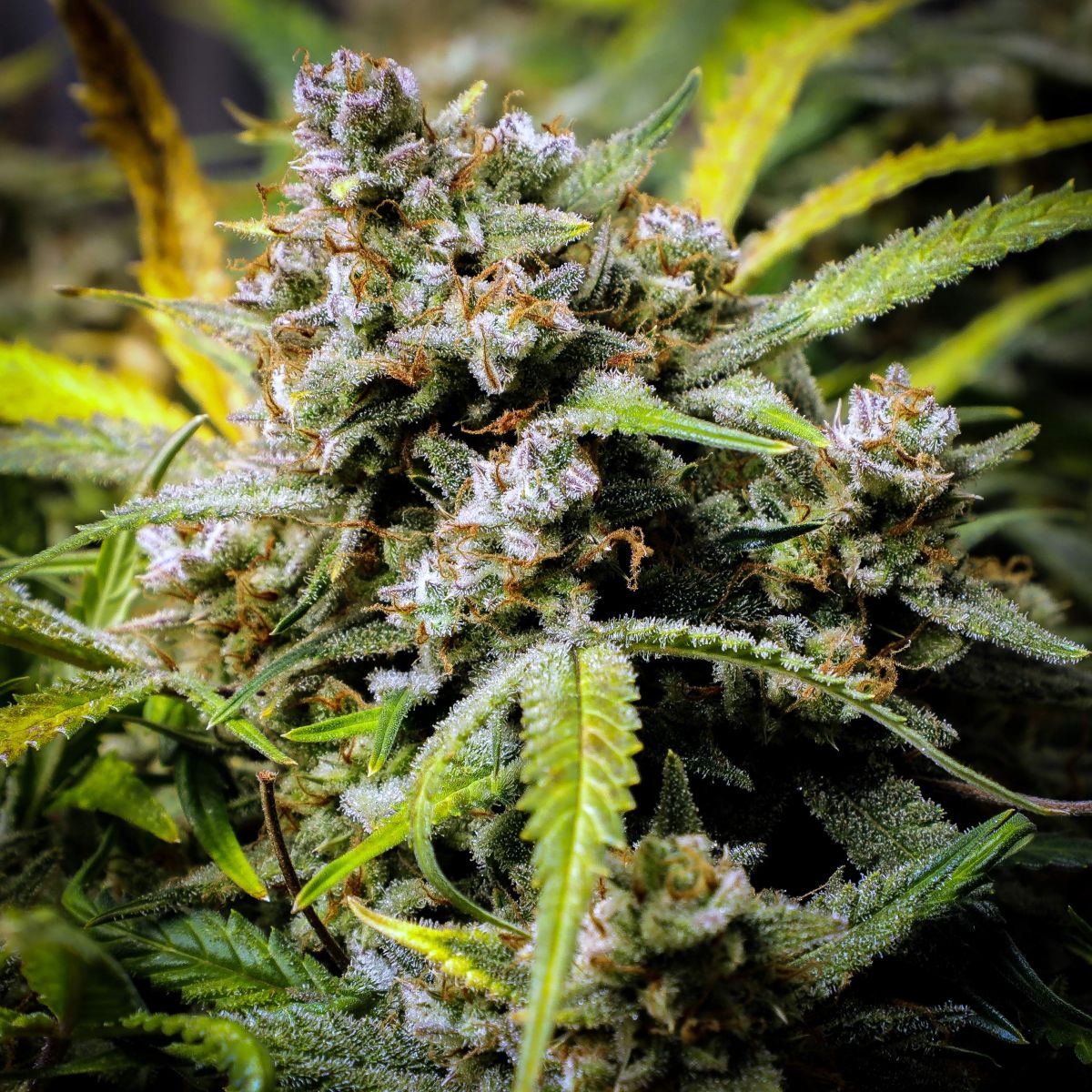 Si të largoni THC-në nga trupi juaj?: kanabis Bud nga BigDaddyK