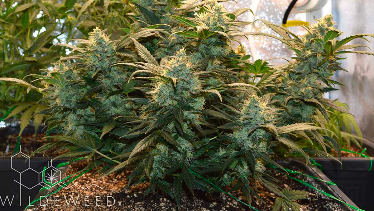 Original Auto BubbleGum Pflanze mit dichten Buds und Trichomen