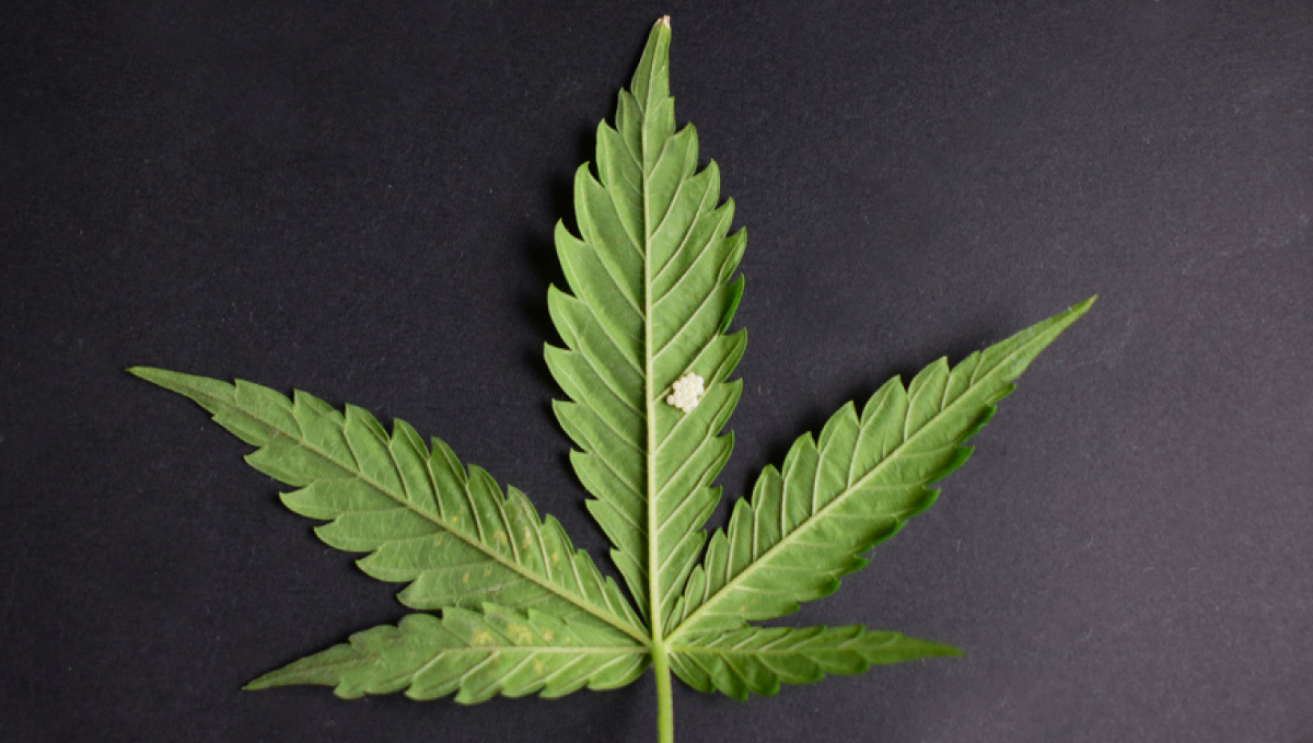 Most Common Pests In Cannabis: Leaf Miners Eggs
