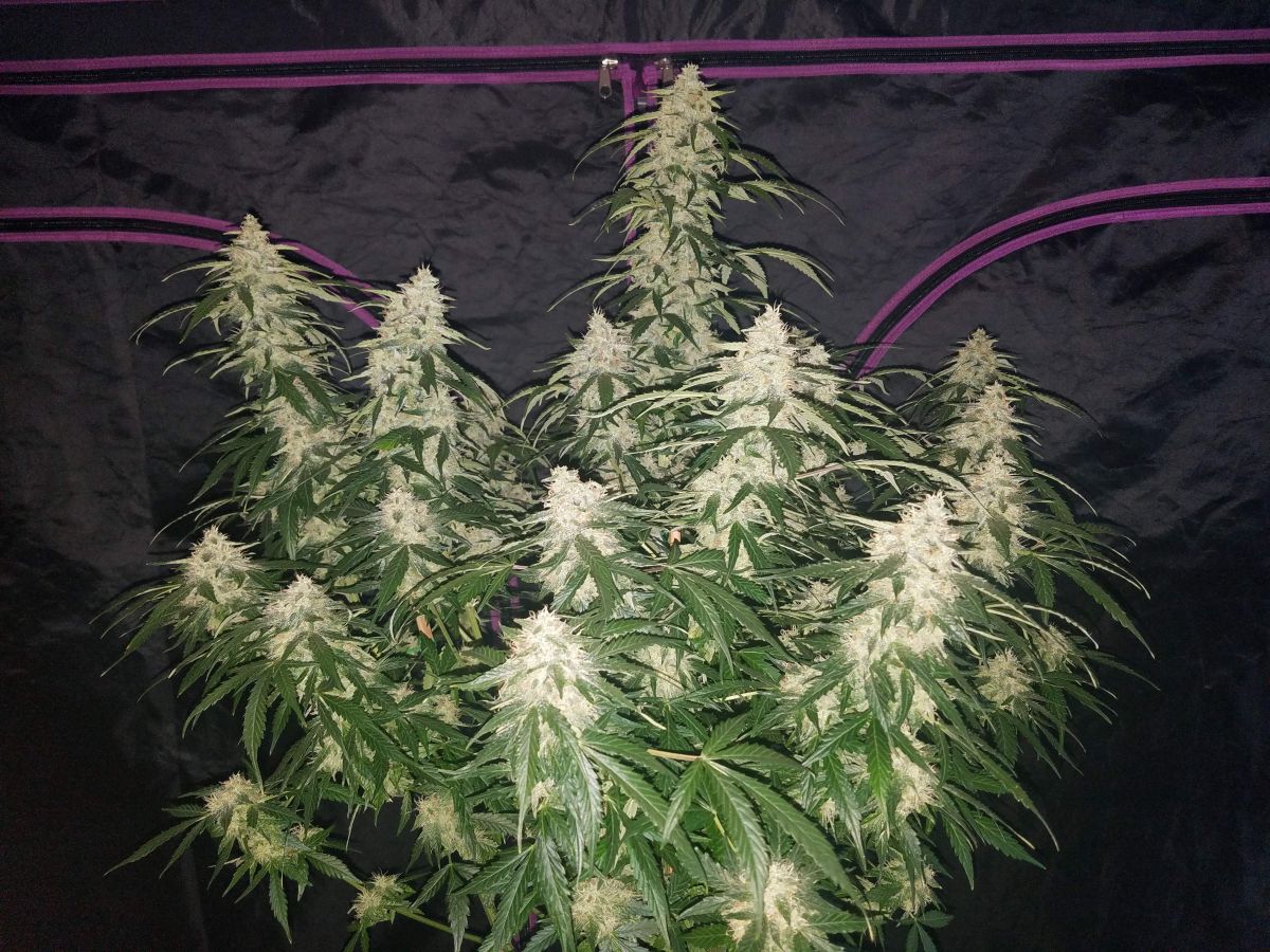 Fast Buds' Six Shooter