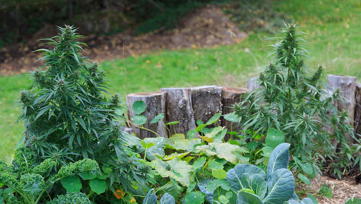 Companion plants for cannabis: types of companion plants
