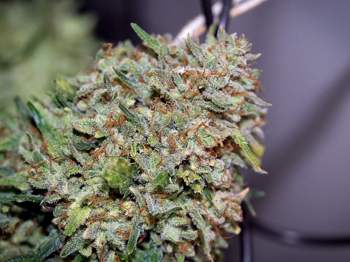 Buds Vs concentrates &ndash; What should medical plants users use?: Northern Lights Auto by Fast Buds