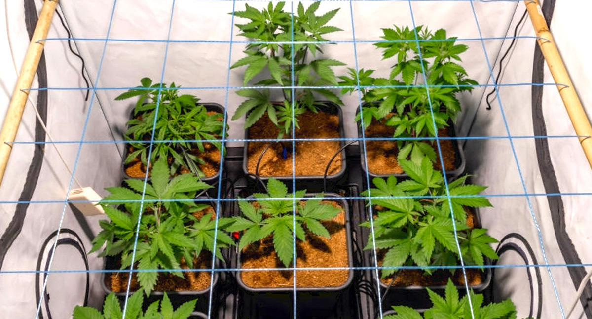 オートフラワーLST：SCROG