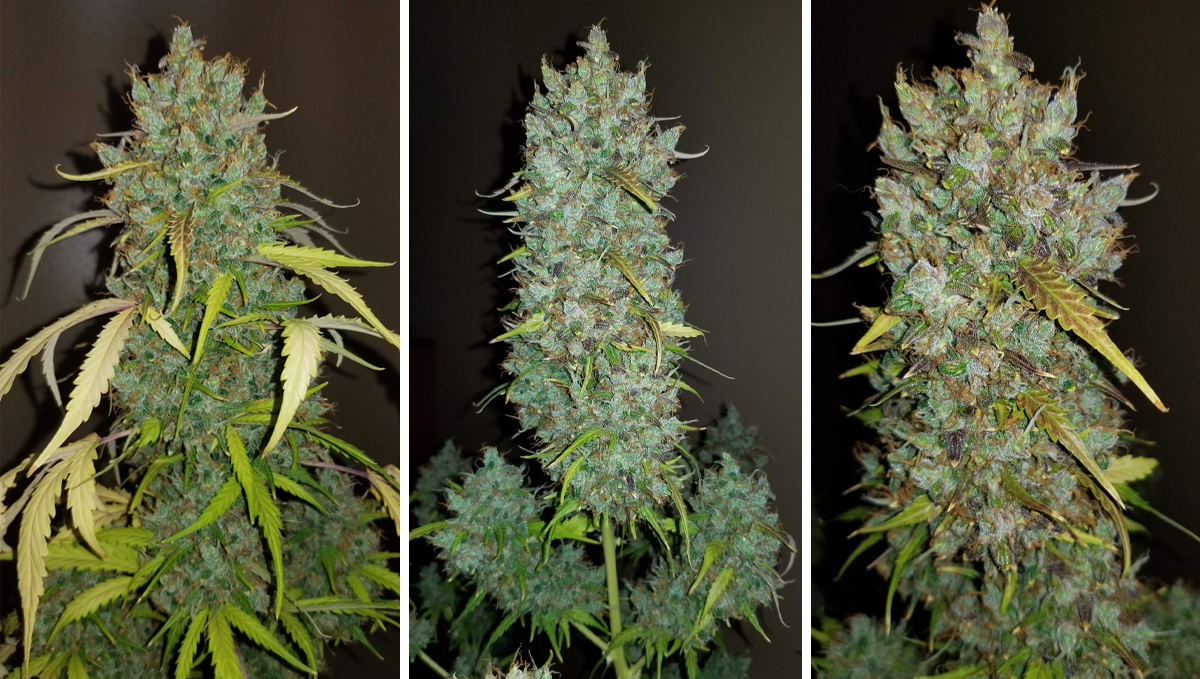 Top 10 cheap seeds: bubblegum auto