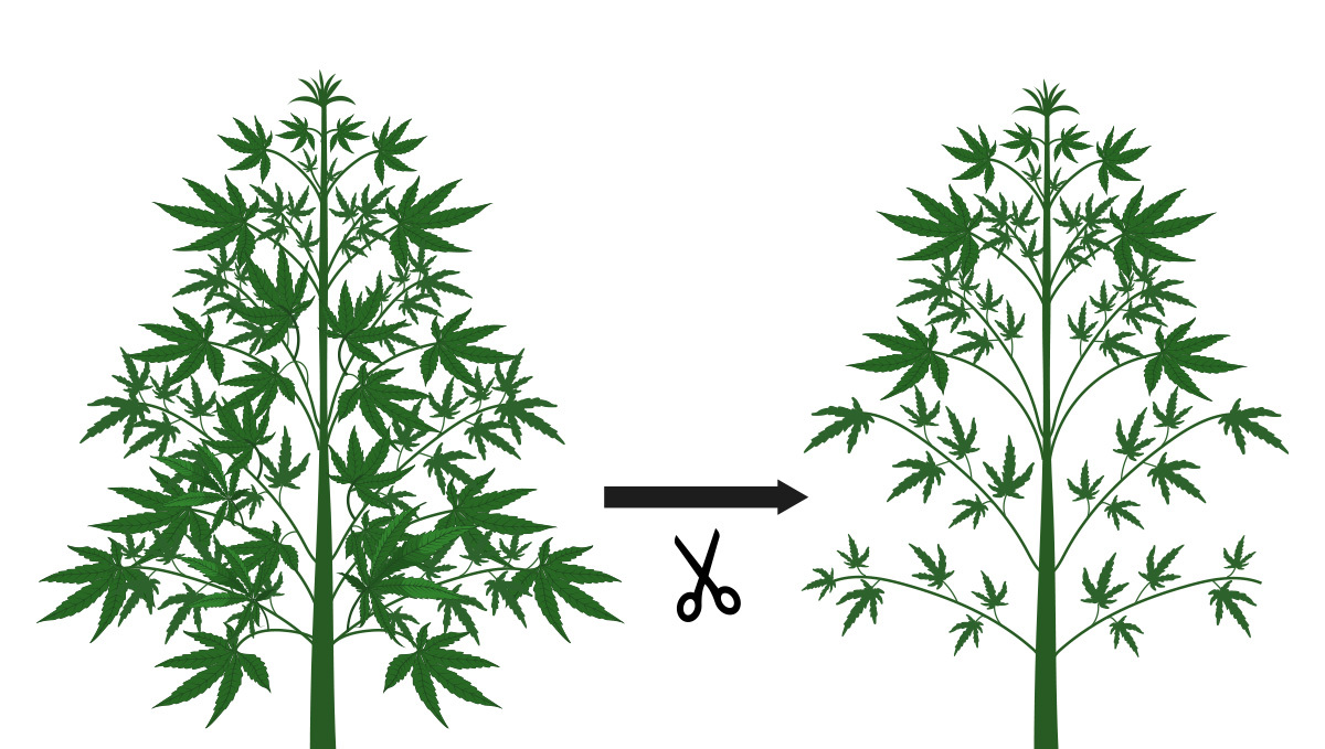 D&eacute;foliation du cannabis